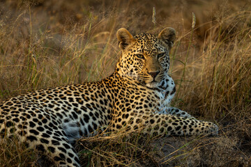 Close-up of male leopard resting in grass