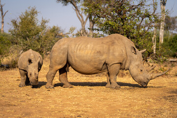 Fototapeta premium Calf walks around white rhino in clearing