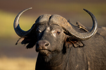 Close-up of male Cape buffalo carrying oxpecker