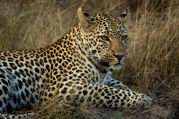 Close-up of male leopard lying turning head