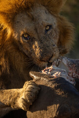 Close-up of male lion eating elephant meat