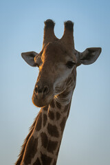 Close-up of southern giraffe against clear sky