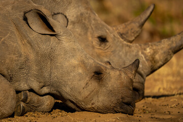 Close-up of two white rhinos sleeping side-by-side