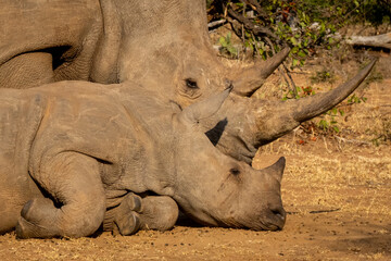 Close-up of white rhino lying with calf