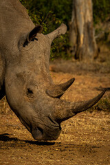Obraz premium Close-up of white rhino head near tree
