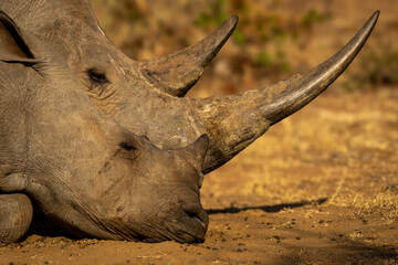 Close-up of white rhino sleeping with calf © Nick Dale