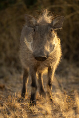 Common warthog stands facing camera near bushes