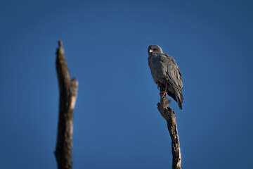 Dark chanting goshawk with catchlight on stump