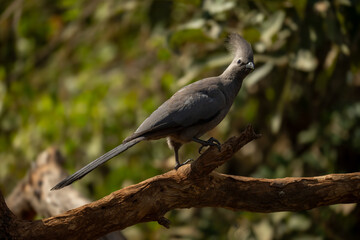 Grey go-away-bird walks up branch in sunshine
