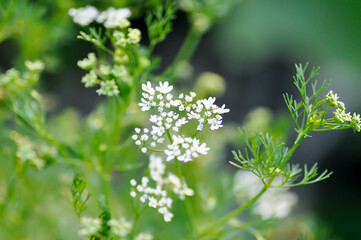 Coriandrum sativum  L , Coriander or Umbelliferae or Coriandrum sativum