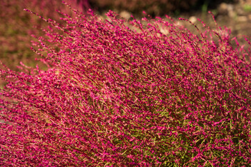 Kochia(Summer cypress,Bassia scoparia）in Hitachi Seaside Park
コキア、国営ひたち海浜公園
