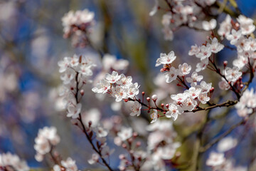 Selective focus of beautiful branches of white flowering Cherry blossom (Prunus) on the tree under blue clear sky, Beautiful Sakura flowers during spring season in the park, Natural floral background.