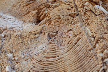 tronc d'arbre coupé