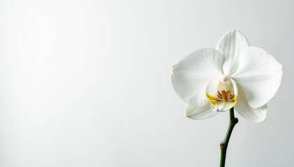 Delicate white orchid blossom, pristine petals against pure white backdrop, orchid, soft