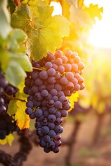 Fototapeta premium Sunlit vineyard ripe grapes amidst golden leaves and soft focus