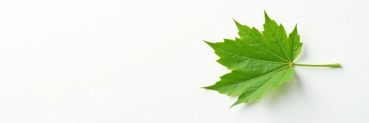 Obraz premium Single leaf against a stark white canvas showcasing its intricate details, single, leaf, leaves