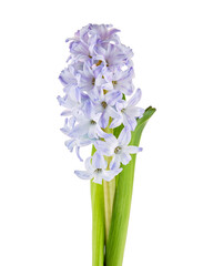 Close-up photo of purple hyacinth on a white background