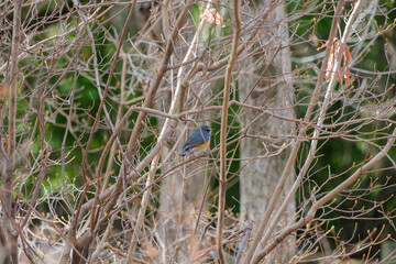 枯れ木の中のルリビタキ