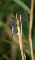 Libellule Orthétrum réticulé (Orthetrum cancellatum), Arles, Provence