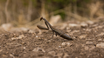 Mante religieuse (Mantis religiosa), Le Paradou, Provence