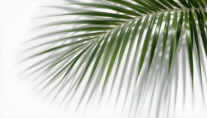 Fototapeta premium Green Palm Leaf with Dramatic Shadow on White Surface