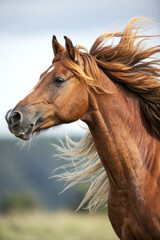 Obraz premium Portrait of a bay horse with a flowing mane in profile against the background of nature. The personification of Spirit and freedom