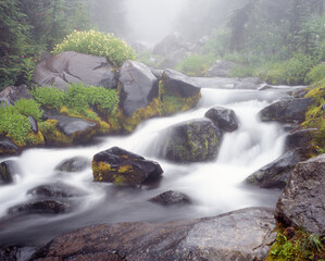 Misty Mountain Stream Flowing Over Mossy Rocks in Mount Rainier