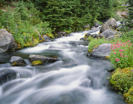 Flowing Mountain Stream with Wildflowers in Mount Rainier Park