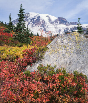 Vibrant Autumn Foliage at Mount Rainier National Park