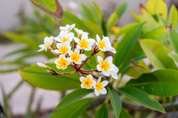 Tropische Schönheit Plumeria Blüten