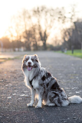Border Collie dog at sunset