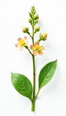 Naklejka premium Isolated stem with small flowers and leaves on white background, foliage, green, bloom