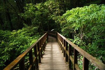 wooden bridge in the forest