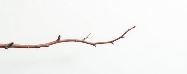 Fototapeta premium Single branch stretches across the white background, delicate, tree, twig