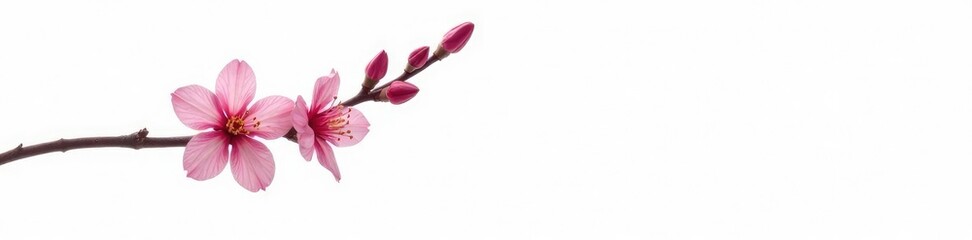 Single branch with buds and flowers against white background, bloom, nature, bud
