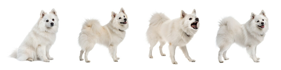 Fototapeta premium American eskimo dog isolated on a transparent background.