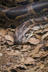 Snake wildlife
