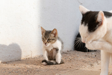 Little kitten tries to stalk a small prey with a cute face and his little tongue out