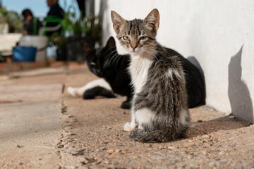 A thin, malnourished stray kitten watches a happy family on the porch of a house, wondering if they...