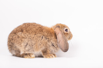 Adorable Pet Rabbit, Cute Fluffy, White Mammal with Large Ears on Background, Showcasing Its Small, Furry, Domestic Nature, Perfect for Easter Celebrations and Farm Enthusiasts