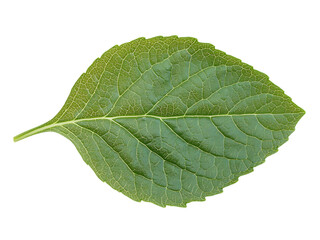 Vibrant green basil leaf isolated on white background