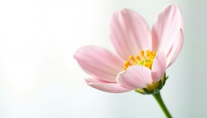 Fototapeta premium Delicate flower with intricate petals isolated on white background, gentle, peaceful