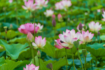 ピンクのハスの花と水辺の景色