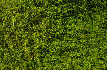 Green moss, moss background texture 