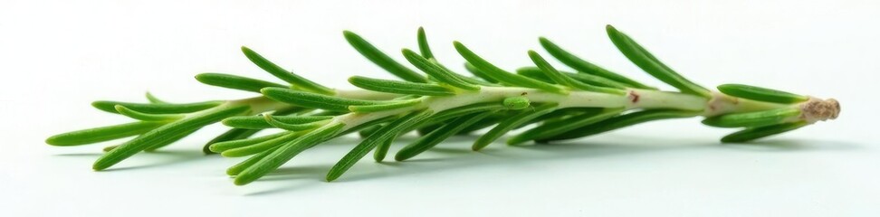 Obraz premium Isolated sprigs of fresh rosemary on a white plate, fragrant, foliage, sprig
