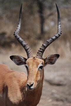 impala, gazelle, antilop