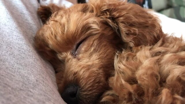 Small brown dog is sleeping on a bed. The dog is curled up and has its eyes closed
