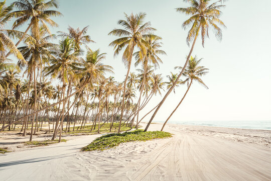 Paradiesischer Strand mit Kokospalmen auf dem Autospuren zu erkennen sind in Salalah Oman