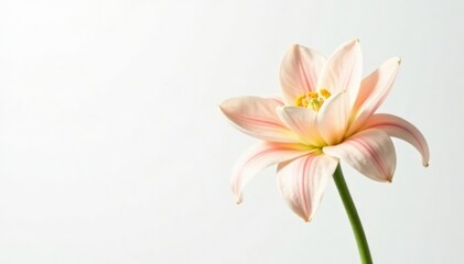 Delicate flower petals unfurl on white background, green, bloom, stem