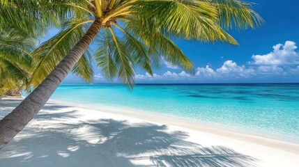 Tropical beach palm tree shade turquoise water sunny day vacation